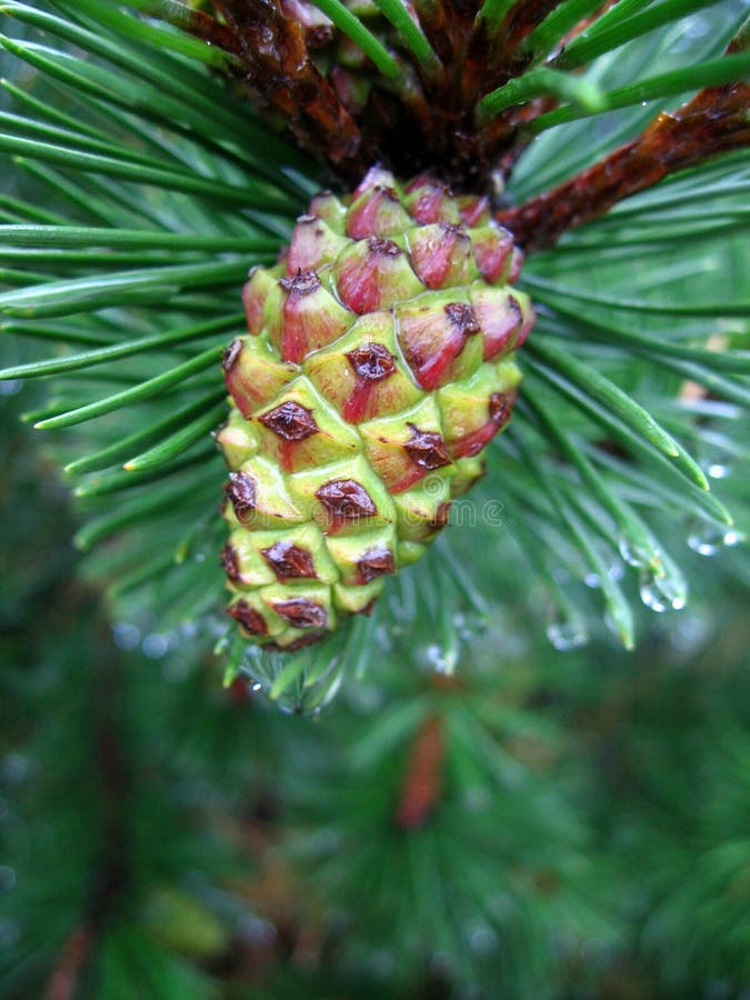 Pine cone stock photos