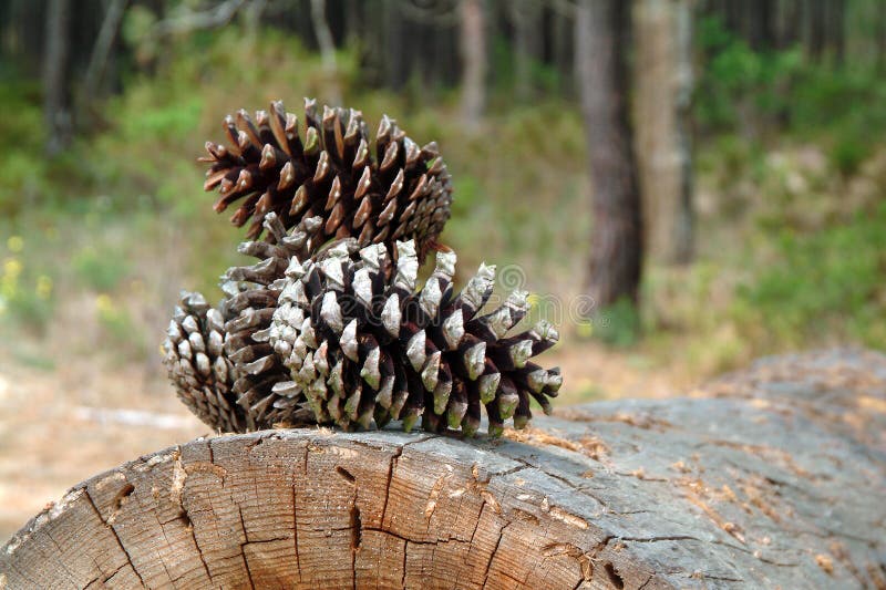 Pine cone