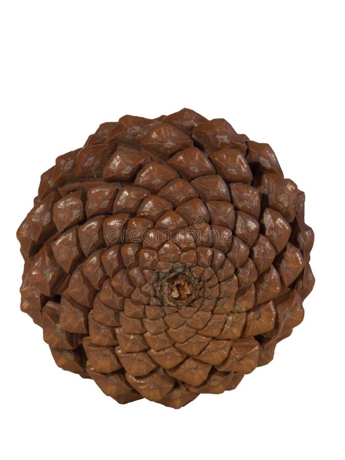 Pine cone