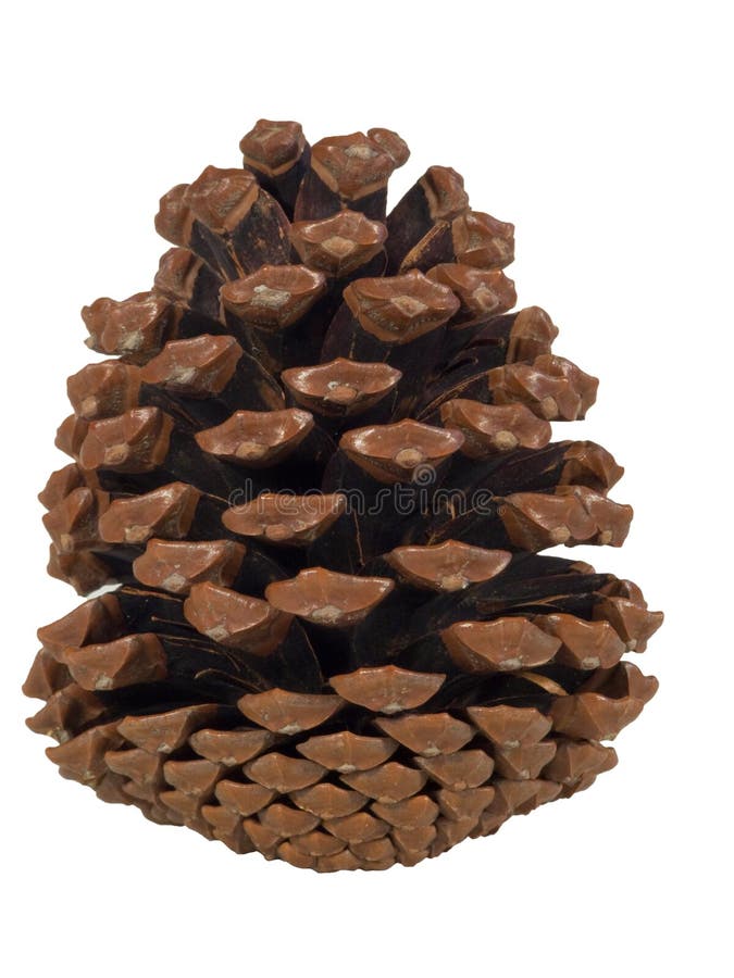 Pine cone