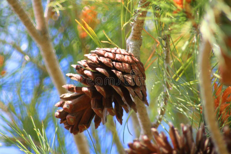 Pine Cone