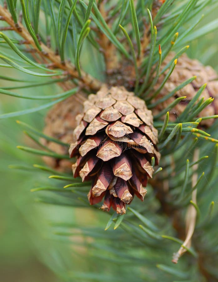 Pine cone stock photos