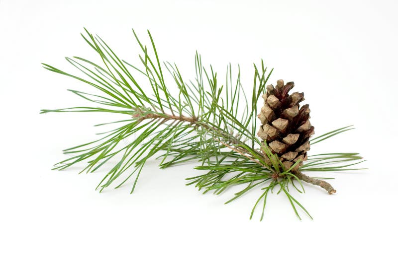 Pine cone stock images