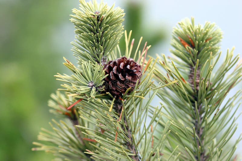 Pine cone