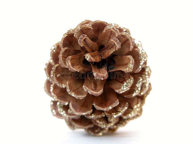 Pine cone royalty free stock photography