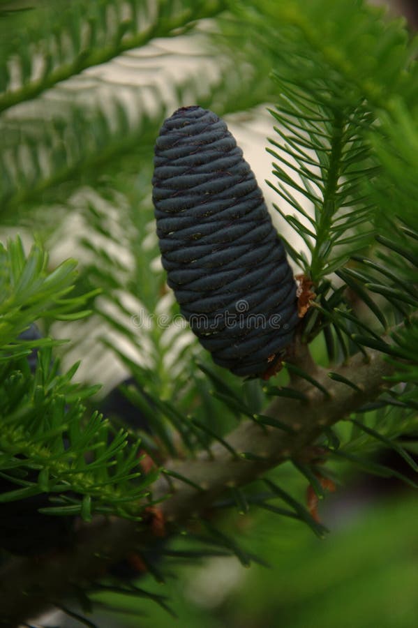 203 Abies Nordmanniana Stock Photos - Free & Royalty-Free 203 Abies Nordmanniana Stock Photos - Free & Royalty-Free