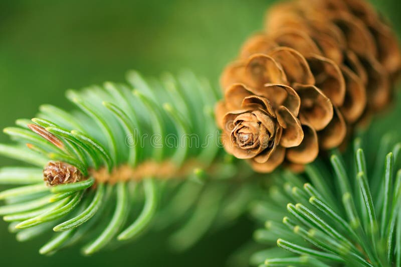 Pine Cone And Branches royalty free stock images