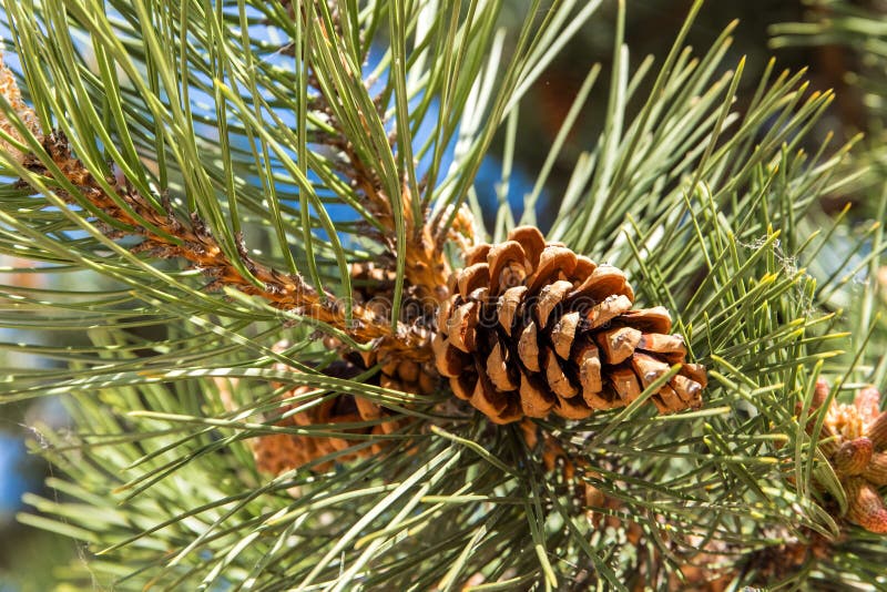 Season Nature Natural Green Pine CloseUp Pine Cone Cluster Free Shipping Evergreen Forest Winter Spruce Tree Pine Cone Cluster