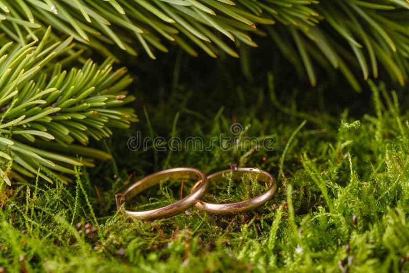 Wedding decoration. Ring on forest moss and cone. Wedding cone stock images, royalty-free photos and pictures