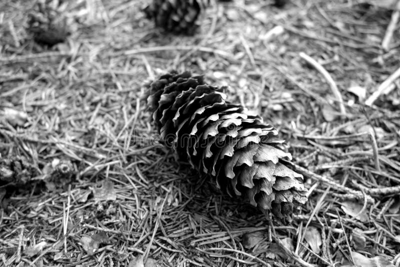 Pine Cone on the Ground in the Forest in Black and White Stock Image
