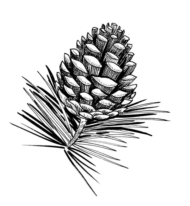 Pine cone stock illustration. Illustration of pine, black 167418508