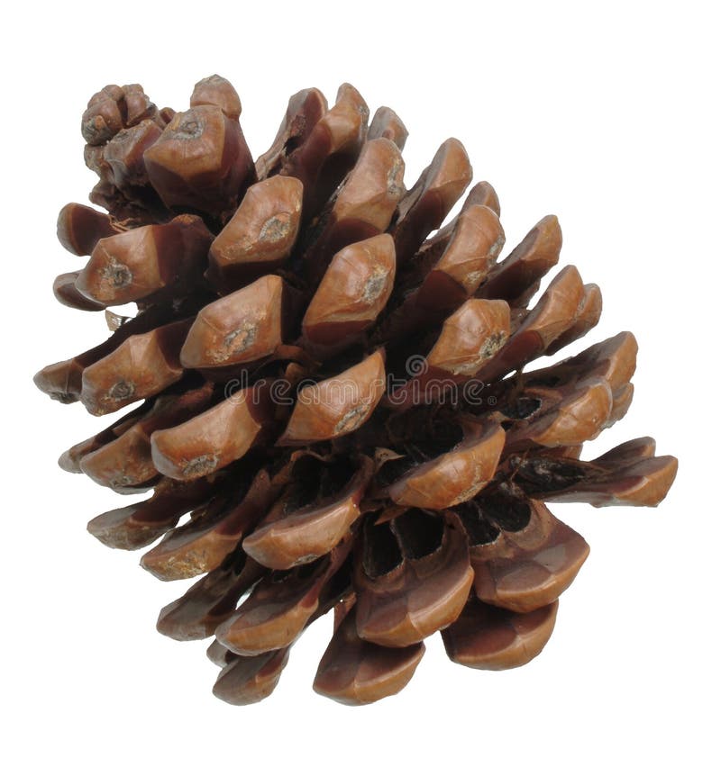 Pine cone royalty free stock image