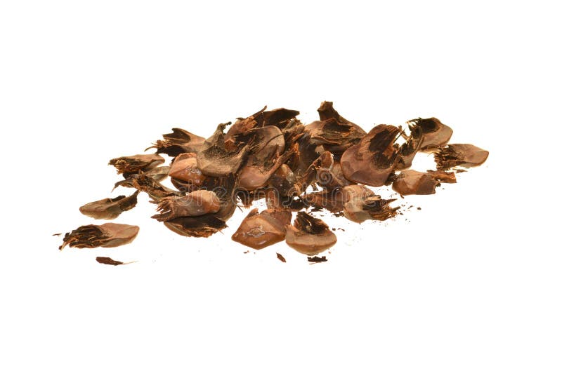 Pine cone isolated on white background-close-up