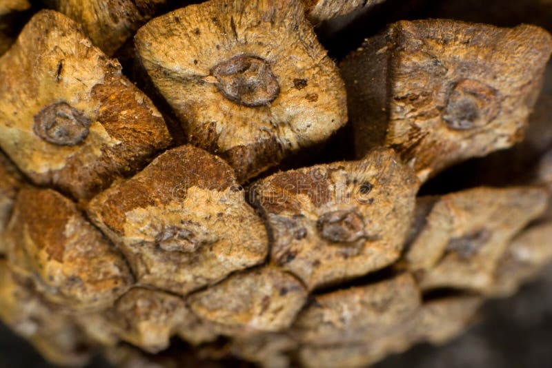 Pine Cone macro stock photo