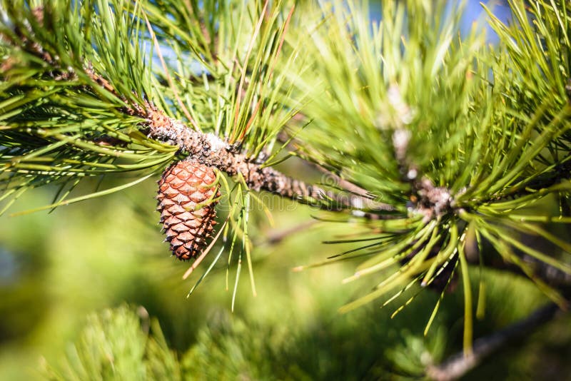 PIne Cone stock photography