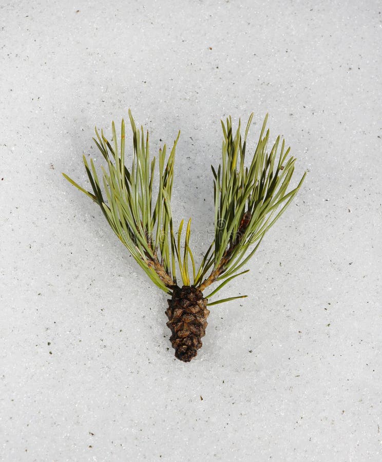 Pine Cone with Needles Looks Like a Moose Head Stock Photo - Image of ...