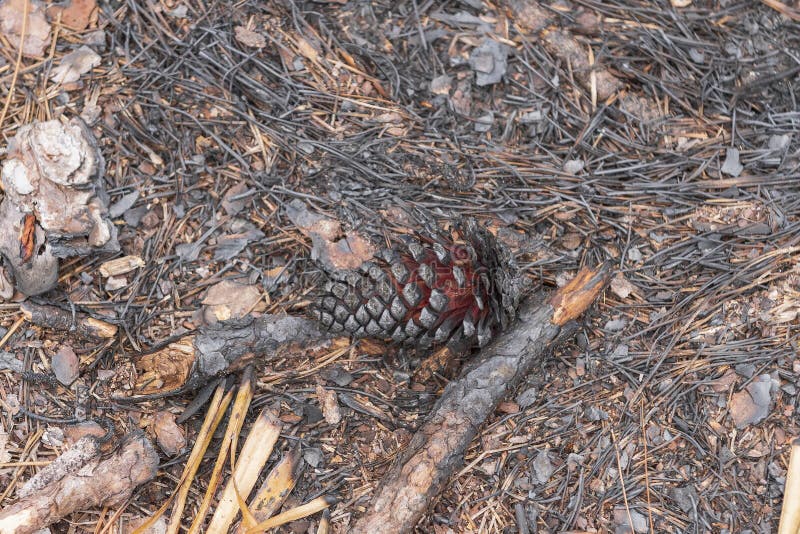 Do Pine Cones Explode In Fire Pine Cone Opening Up after a Forest Fire Stock Photo - Image of ecology