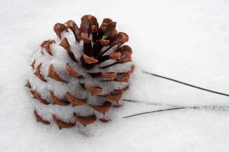 Pine cone partially covered with snow and sleet and green pine needle beside it. royalty free stock photography