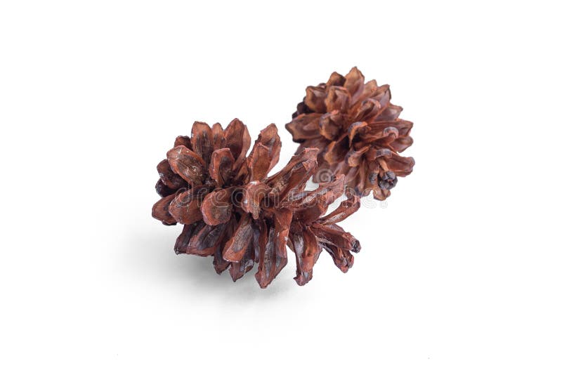 A collection of small pine cones for Christmas tree decoration isolated  against a transparent background. A collection of large pine cone. Stock  Photo