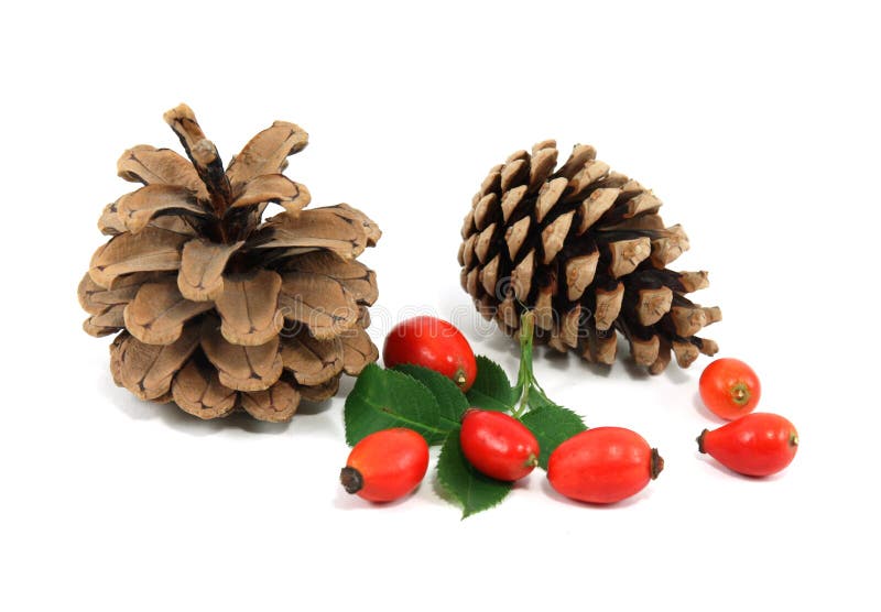 Pine-cone with red dog roses