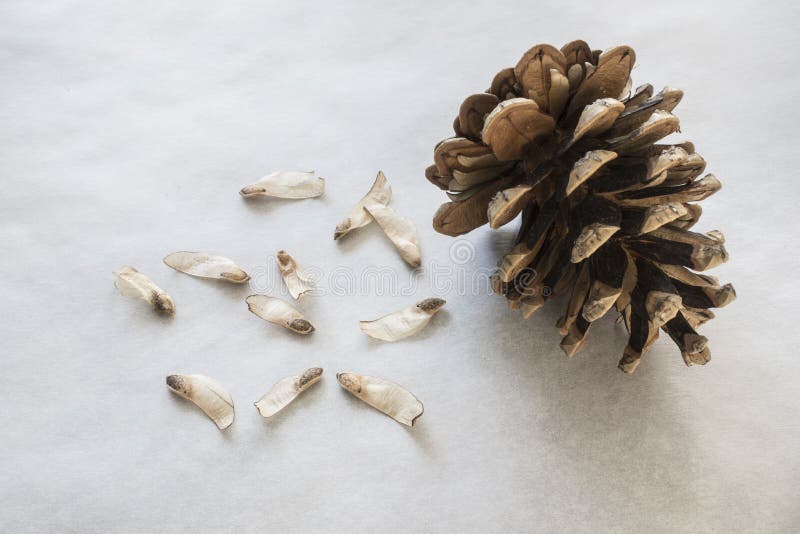 Pine cone seed on baking paper