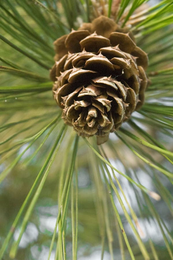Pine Cone Selective Focus