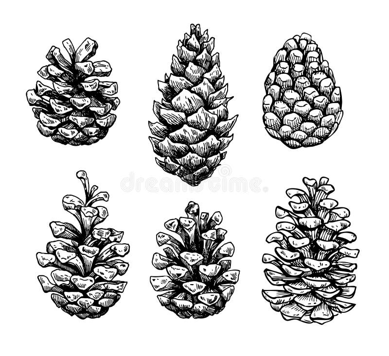 Pine cone set. Botanical hand drawn vector illustration. Isolate royalty free illustration