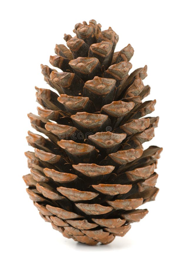 Pine cone