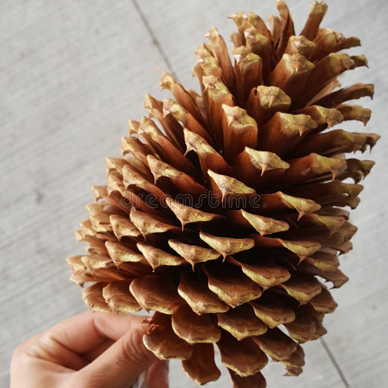 Giant pine cone stock image. Image of seasonal, cosy 16252191