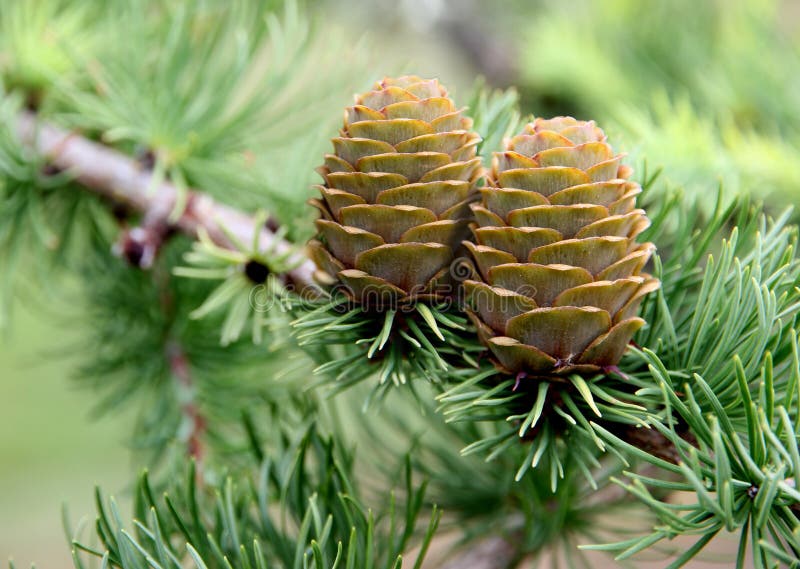 Pine cone tree stock photos