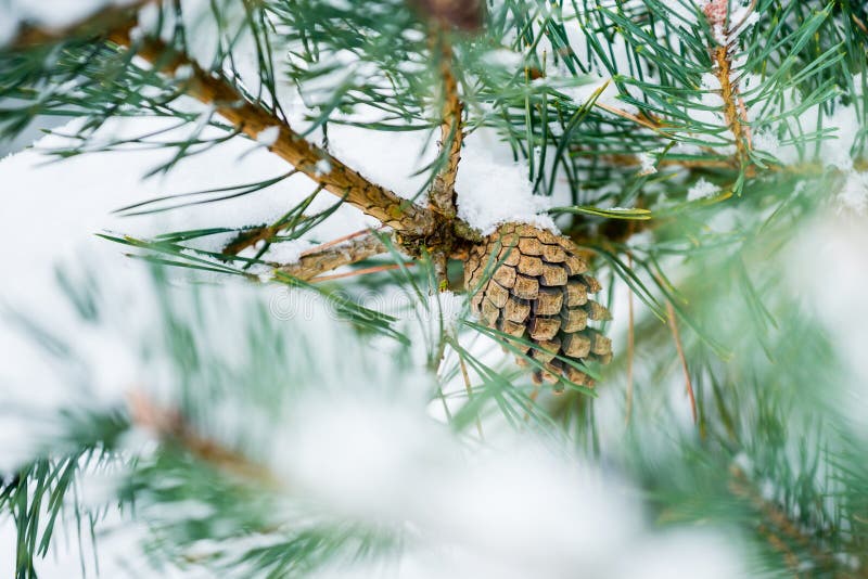 Pine cone on the tree covered with fresh snow