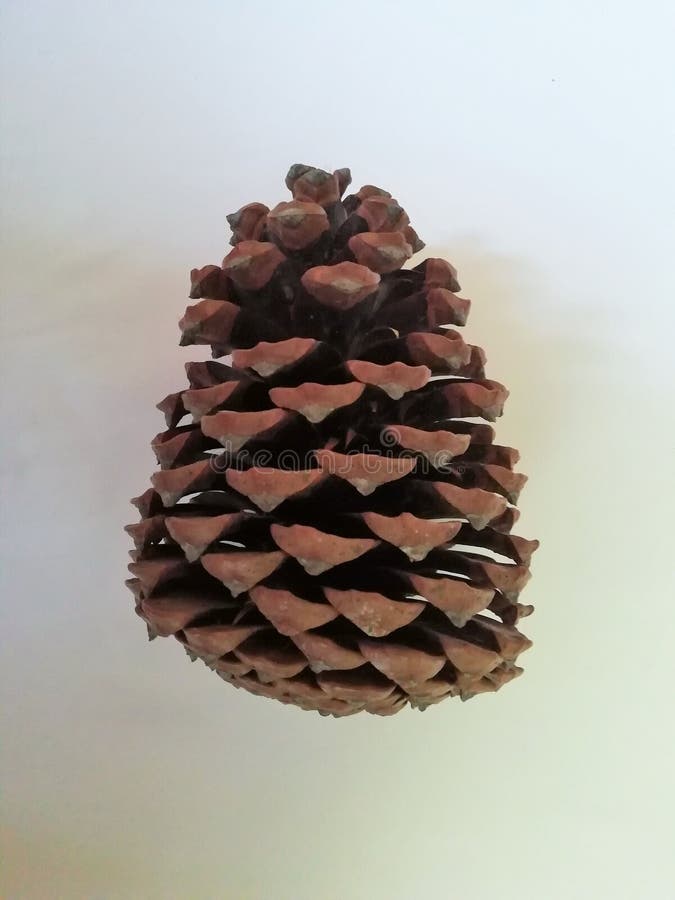 Pine cone on white background royalty free stock images Pine cone on white background royalty free stock images