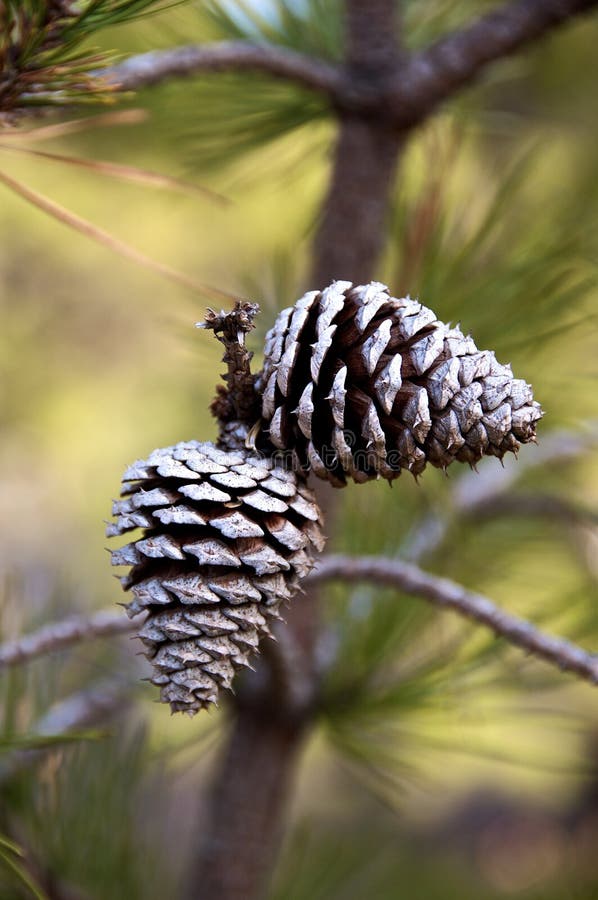 Pine Cones