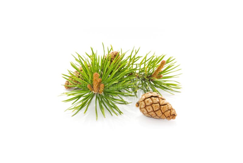 Pine cones