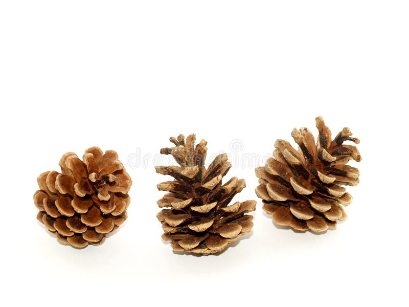 Pine Cones