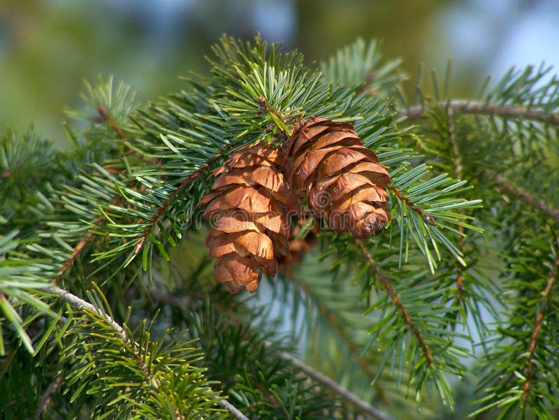 Pine Cones stock image. Image of needles, wilderness 22887983