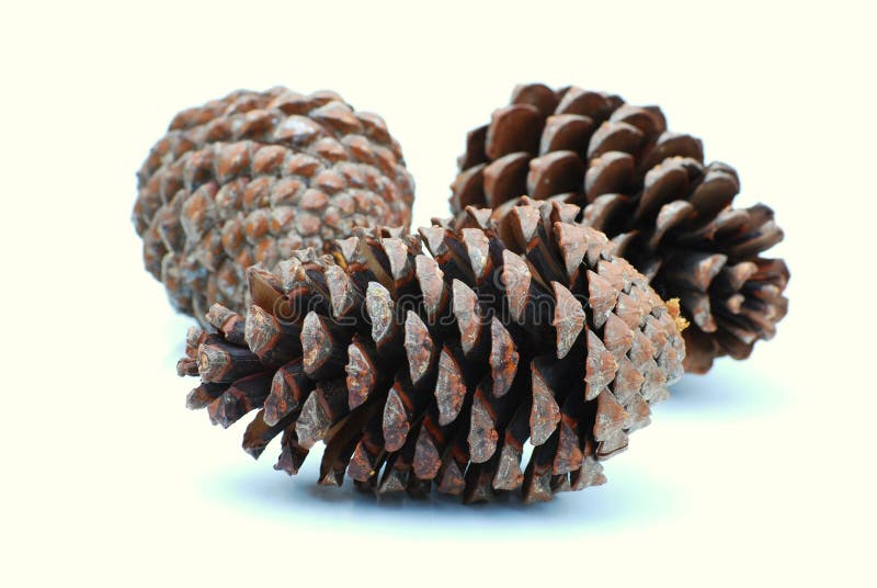 Pine cones stock image. Image of woody, decoration, tree 5312915