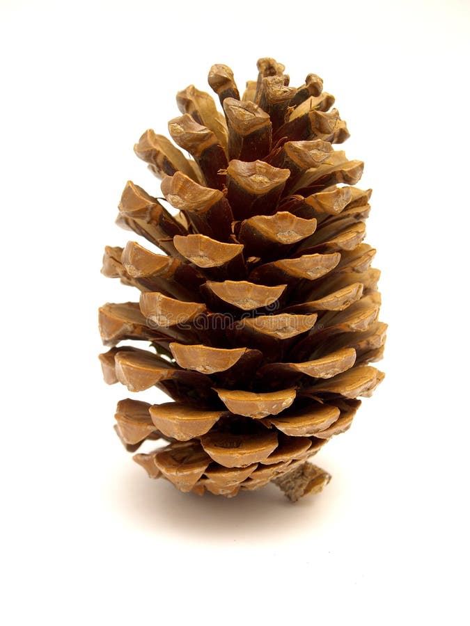 Pine cones