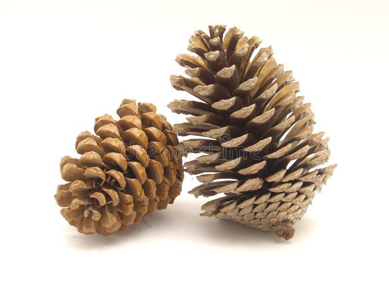 Pine cones