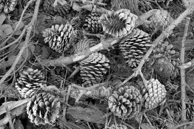 Pine Cones in Black and White Stock Photo Image of floor, needles