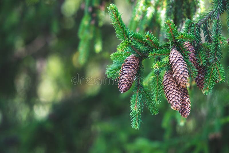 Pine cones on the branches of a pine or spruce tree, surrounded by lush green needles stock photos