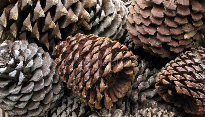 Pine Cones Closeup