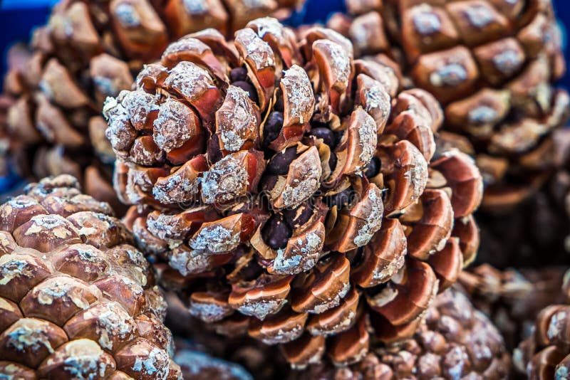 Pine cones stock image. Image of edible, decorative, fruit 35598815