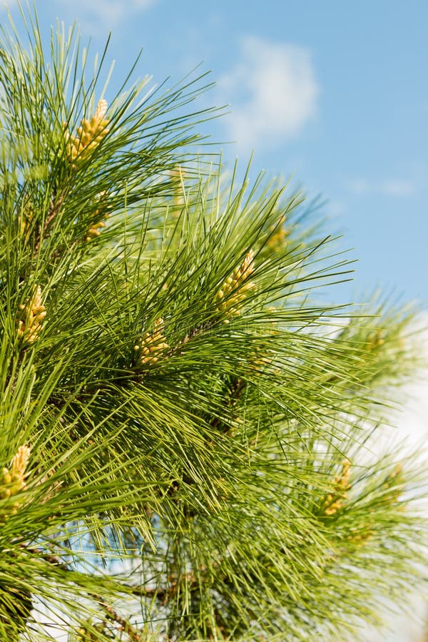 Young Pine Cones Growing at the Monarch Butterfly Preserve in Pacific