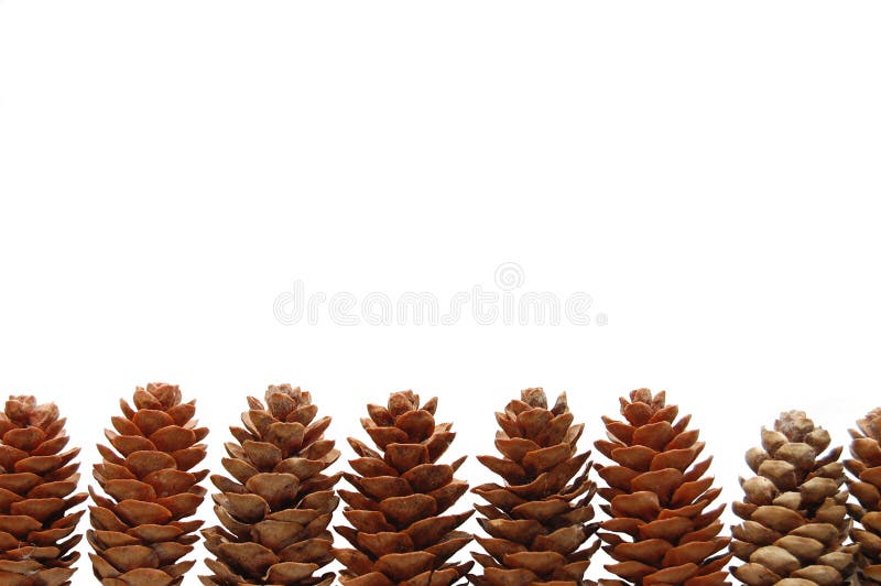 Pine cones isolated on white background