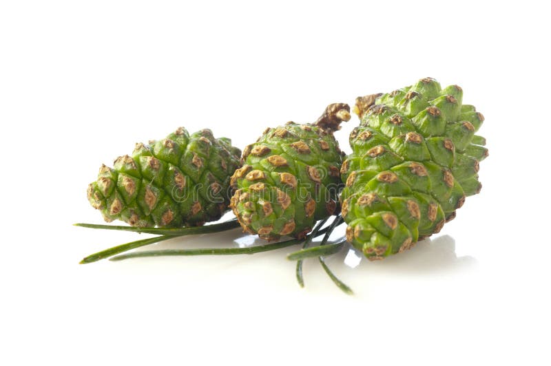 Pine cones isolated on white background