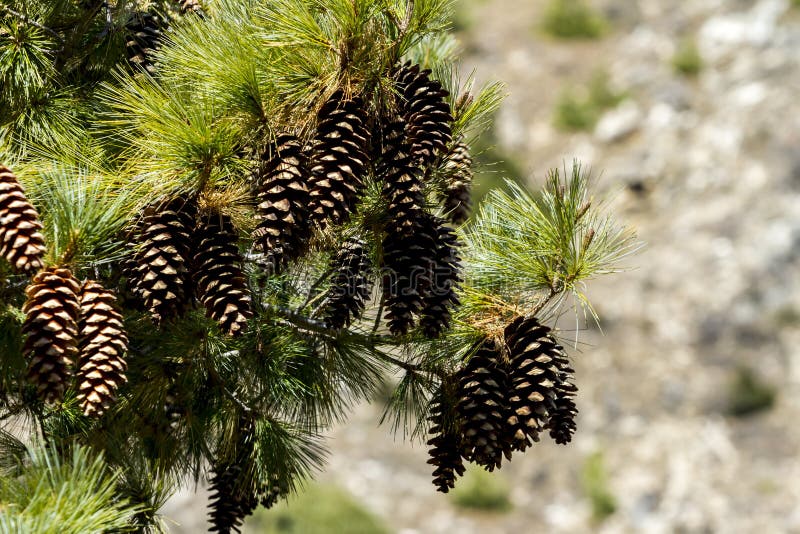 Pine with cones on the natural background. Nepal, Himalayas