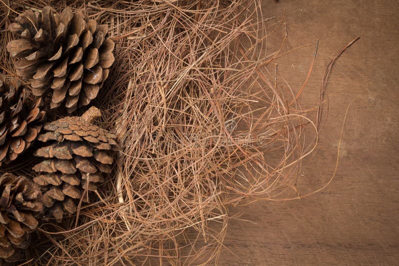 Pine cones On the wooden floor. appreciated the interior. royalty free stock image