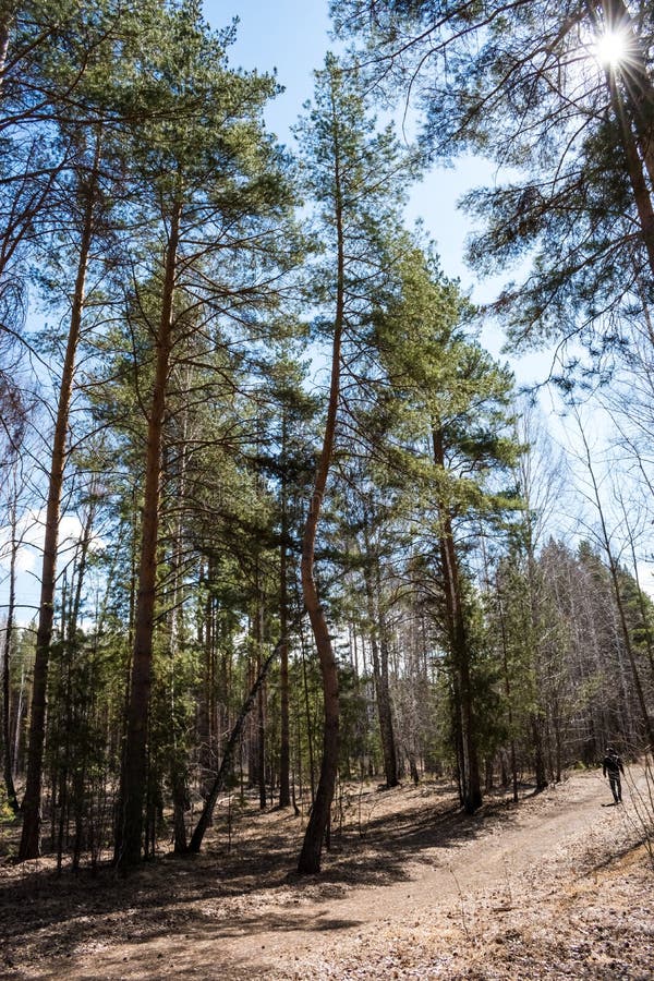 Pine with a curved trunk in the forest stock image