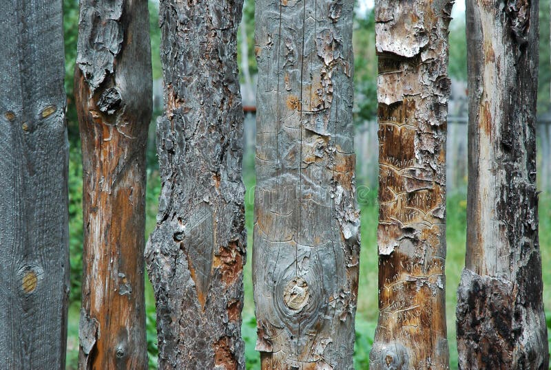 Pine Fence Picture. Image 1010046
